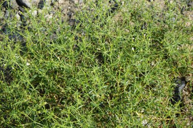 Zygophyllum indium Nisan ayında çiçek açar. Zygophyllum indicum (Fagonia indica, Fagonia persica), Torchwood familyasından bir bitki türü. Khor Fakkan, Sharjah, BAE.