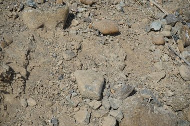 Sphingonotus rubescens Nisan ayında kumlu bir zeminde oturur. Sphingonotus rubescens, bant kanatlı bir çekirge türüdür. Khor Fakkan, Sharjah, Birleşik Arap Emirlikleri.   