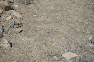 Sphingonotus rubescens Nisan ayında kumlu bir zeminde oturur. Sphingonotus rubescens, bant kanatlı bir çekirge türüdür. Khor Fakkan, Sharjah, Birleşik Arap Emirlikleri.   