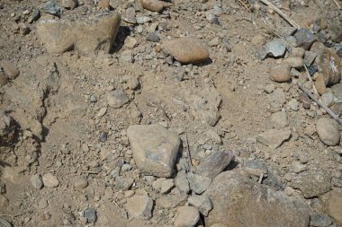 Sphingonotus rubescens Nisan ayında kumlu bir zeminde oturur. Sphingonotus rubescens, bant kanatlı bir çekirge türüdür. Khor Fakkan, Sharjah, Birleşik Arap Emirlikleri.   