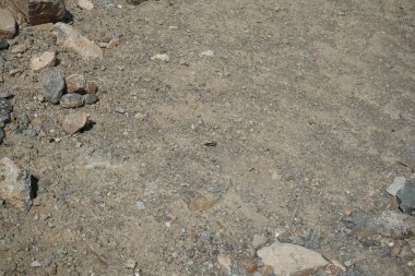 Sphingonotus rubescens Nisan ayında kumlu bir zeminde oturur. Sphingonotus rubescens, bant kanatlı bir çekirge türüdür. Khor Fakkan, Sharjah, Birleşik Arap Emirlikleri.   