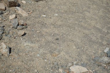 Sphingonotus rubescens Nisan ayında kumlu bir zeminde oturur. Sphingonotus rubescens, bant kanatlı bir çekirge türüdür. Khor Fakkan, Sharjah, Birleşik Arap Emirlikleri.   