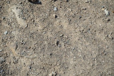 Sphingonotus rubescens Nisan ayında kumlu bir zeminde oturur. Sphingonotus rubescens, bant kanatlı bir çekirge türüdür. Khor Fakkan, Sharjah, Birleşik Arap Emirlikleri.   