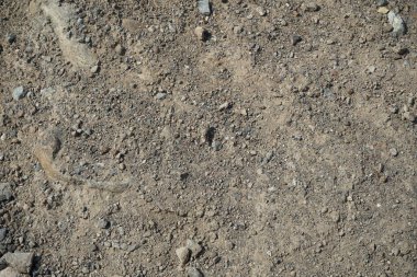 Sphingonotus rubescens Nisan ayında kumlu bir zeminde oturur. Sphingonotus rubescens, bant kanatlı bir çekirge türüdür. Khor Fakkan, Sharjah, Birleşik Arap Emirlikleri.   