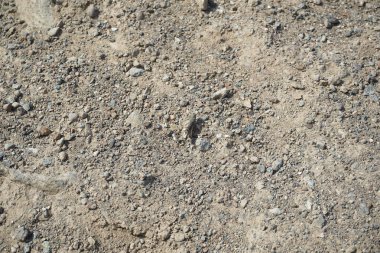 Sphingonotus rubescens Nisan ayında kumlu bir zeminde oturur. Sphingonotus rubescens, bant kanatlı bir çekirge türüdür. Khor Fakkan, Sharjah, Birleşik Arap Emirlikleri.   