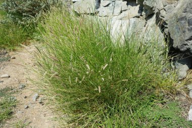 Cenchrus ciliaris otu nisan ayında yetişir. Cenchrus ciliaris, Afrika tilki kuyruklu otları, Pennisetum ciliare, otların bir türüdür. Khor Fakkan, Sharjah, Birleşik Arap Emirlikleri. 