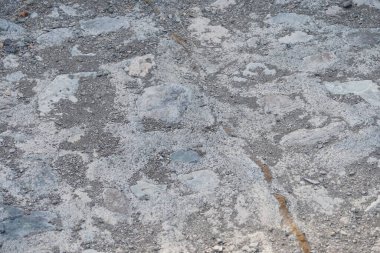 Sphingonotus rubescens Nisan ayında kumlu bir zeminde oturur. Sphingonotus rubescens, bant kanatlı bir çekirge türüdür. Khor Fakkan, Sharjah, Birleşik Arap Emirlikleri.  