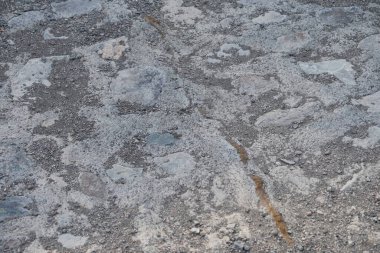Sphingonotus rubescens Nisan ayında kumlu bir zeminde oturur. Sphingonotus rubescens, bant kanatlı bir çekirge türüdür. Khor Fakkan, Sharjah, Birleşik Arap Emirlikleri.  