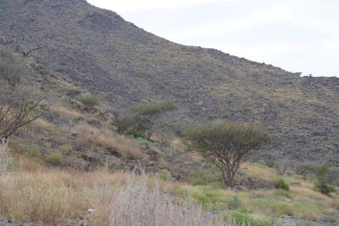 Vachellia tortilis ağaçları Nisan ayında dağlarda yetişir. Vachellia tortilis (