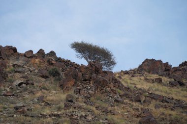 Vachellia tortilis ağaçları Nisan ayında dağlarda yetişir. Vachellia tortilis (