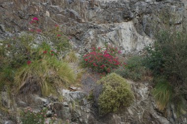 Nisan ayında dağlarda Bougainvillea glabra ve Nerium zakkum çalıları çiçek açar. Bougainvillea glabra, kartonpiyergiller (Bougainvillea) familyasından bir glabra türü. Khor Fakkan, Sharjah, Birleşik Arap Emirlikleri. 