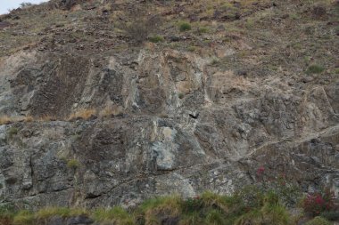 Corvus Nisan ayında Khor Fakkan 'daki dağın yakınında uçan kuşu görkemlendirir. Ev kargası, Corvus splendens, Kızılderili, gri boyunlu, Seylan veya Colombo karga, karga familyasından yaygın bir kuş türüdür. Sharjah, BAE.   