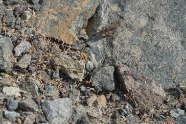 Scintharista Nisan 'da kayaların üzerinde zıplayan böceği engelleyemez. Scintharista notabilis, Acrididae familyasından bir çekirge türü. Khor Fakkan, Sharjah, Birleşik Arap Emirlikleri.                    