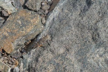 Scintharista Nisan 'da kayaların üzerinde zıplayan böceği engelleyemez. Scintharista notabilis, Acrididae familyasından bir çekirge türü. Khor Fakkan, Sharjah, Birleşik Arap Emirlikleri.                    