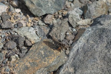 Scintharista Nisan 'da kayaların üzerinde zıplayan böceği engelleyemez. Scintharista notabilis, Acrididae familyasından bir çekirge türü. Khor Fakkan, Sharjah, Birleşik Arap Emirlikleri.                    