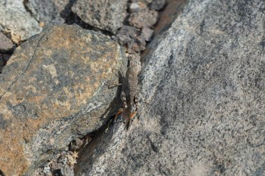 Scintharista Nisan 'da kayaların üzerinde zıplayan böceği engelleyemez. Scintharista notabilis, Acrididae familyasından bir çekirge türü. Khor Fakkan, Sharjah, Birleşik Arap Emirlikleri.                    