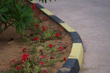 Passer domesticus kuşu Nisan ayında bahçede kırmızı Petunia x atkinsiana çiçeklerinin yanında yerde oturuyordu. Ev serçesi, Passer domesticus, Serçe familyasından bir kuş türü. Khor Fakkan, Sharjah, BAE. 