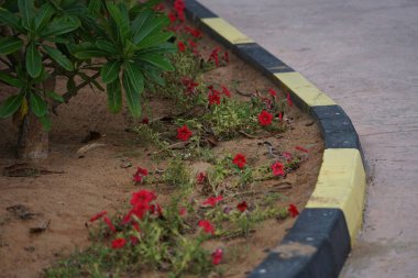 Passer domesticus kuşu Nisan ayında bahçede kırmızı Petunia x atkinsiana çiçeklerinin yanında yerde oturuyordu. Ev serçesi, Passer domesticus, Serçe familyasından bir kuş türü. Khor Fakkan, Sharjah, BAE. 