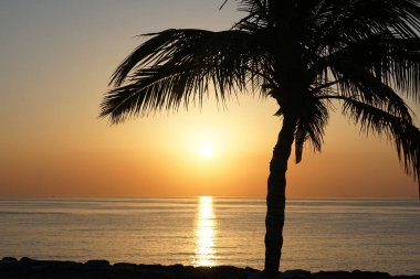 Cocos nucifera palmiyesi Nisan 'da Khor Fakkan' daki Umman Körfezi kıyısında gün doğumunda büyür. Hindistan cevizi ağacı, Cocos nucifera palmiye ağacının bir üyesidir. Şeriat, Birleşik Arap Emirlikleri.                                