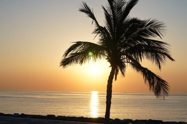 Cocos nucifera palmiyesi Nisan 'da Khor Fakkan' daki Umman Körfezi kıyısında gün doğumunda büyür. Hindistan cevizi ağacı, Cocos nucifera palmiye ağacının bir üyesidir. Şeriat, Birleşik Arap Emirlikleri.                                