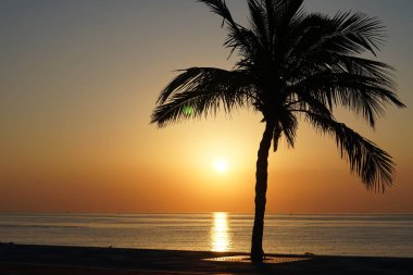 Cocos nucifera palmiyesi Nisan 'da Khor Fakkan' daki Umman Körfezi kıyısında gün doğumunda büyür. Hindistan cevizi ağacı, Cocos nucifera palmiye ağacının bir üyesidir. Şeriat, Birleşik Arap Emirlikleri.                                