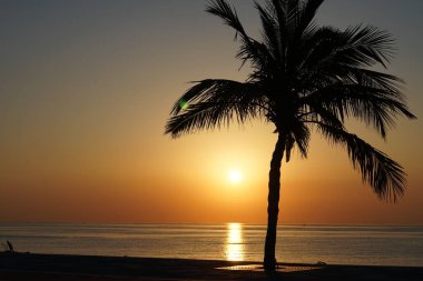 Cocos nucifera palmiyesi Nisan 'da Khor Fakkan' daki Umman Körfezi kıyısında gün doğumunda büyür. Hindistan cevizi ağacı, Cocos nucifera palmiye ağacının bir üyesidir. Şeriat, Birleşik Arap Emirlikleri.                                