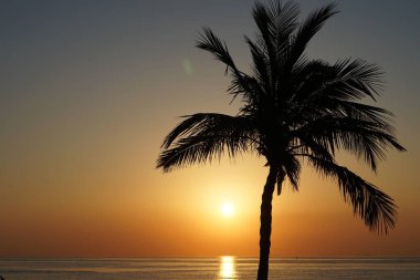 Cocos nucifera palmiyesi Nisan 'da Khor Fakkan' daki Umman Körfezi kıyısında gün doğumunda büyür. Hindistan cevizi ağacı, Cocos nucifera palmiye ağacının bir üyesidir. Şeriat, Birleşik Arap Emirlikleri.                                