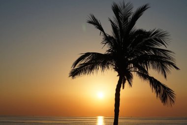 Cocos nucifera palmiyesi Nisan 'da Khor Fakkan' daki Umman Körfezi kıyısında gün doğumunda büyür. Hindistan cevizi ağacı, Cocos nucifera palmiye ağacının bir üyesidir. Şeriat, Birleşik Arap Emirlikleri.                                