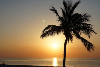 Cocos nucifera palmiyesi Nisan 'da Khor Fakkan' daki Umman Körfezi kıyısında gün doğumunda büyür. Hindistan cevizi ağacı, Cocos nucifera palmiye ağacının bir üyesidir. Şeriat, Birleşik Arap Emirlikleri.                                