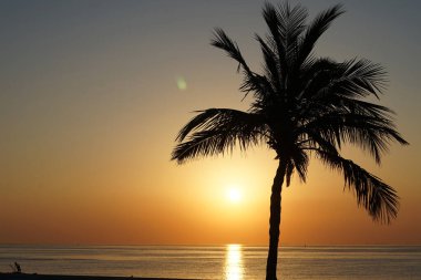 Cocos nucifera palmiyesi Nisan 'da Khor Fakkan' daki Umman Körfezi kıyısında gün doğumunda büyür. Hindistan cevizi ağacı, Cocos nucifera palmiye ağacının bir üyesidir. Şeriat, Birleşik Arap Emirlikleri.                                