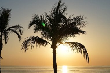 Cocos nucifera ağaçları Nisan 'da Khor Fakkan' daki Umman Körfezi kıyısında sabah gündoğumunda yetişir. Hindistan cevizi ağacı, Cocos nucifera palmiye ağacının bir üyesidir. Şeriat, Birleşik Arap Emirlikleri. 