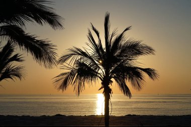 Cocos nucifera ağaçları Nisan 'da Khor Fakkan' daki Umman Körfezi kıyısında sabah gündoğumunda yetişir. Hindistan cevizi ağacı, Cocos nucifera palmiye ağacının bir üyesidir. Şeriat, Birleşik Arap Emirlikleri. 