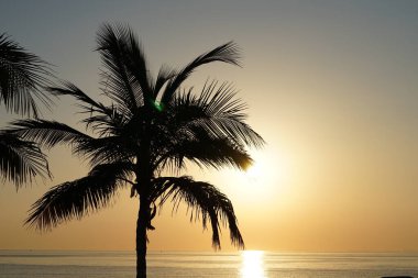 Cocos nucifera ağaçları Nisan 'da Khor Fakkan' daki Umman Körfezi kıyısında sabah gündoğumunda yetişir. Hindistan cevizi ağacı, Cocos nucifera palmiye ağacının bir üyesidir. Şeriat, Birleşik Arap Emirlikleri. 