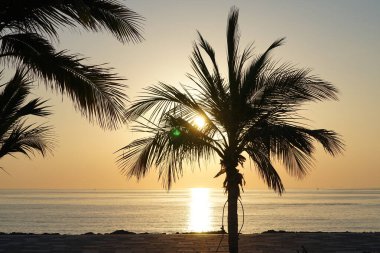 Cocos nucifera ağaçları Nisan 'da Khor Fakkan' daki Umman Körfezi kıyısında sabah gündoğumunda yetişir. Hindistan cevizi ağacı, Cocos nucifera palmiye ağacının bir üyesidir. Şeriat, Birleşik Arap Emirlikleri. 