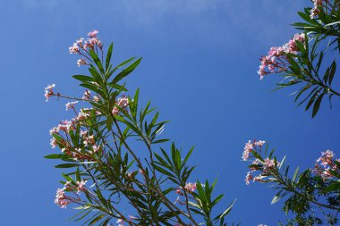 Neryum zakkum Nisan 'da çiçek açar. Neryum zakkum ya da zakkum, dünya çapında ılıman ve subtropikal alanlarda bir süs bitkisi olarak yetiştirilmiş bir çalılıktır. Khor Fakkan, Sharjah, BAE.                               