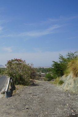Neryum zakkum Nisan 'da çiçek açar. Neryum zakkum ya da zakkum, dünya çapında ılıman ve subtropikal alanlarda bir süs bitkisi olarak yetiştirilmiş bir çalılıktır. Khor Fakkan, Sharjah, BAE.                               