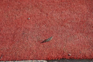 Sphingonotus rubescens Nisan ayında bir terasta kırmızı halıda oturur. Sphingonotus rubescens, Acrididae familyasından bir çekirge türü. Khor Fakkan, Sharjah, BAE.                                                         