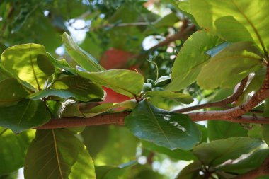 Nisan 'da meyve yetiştiren Terminalia Catappa. Terminalia catappa, badem, Hint bademi, Malabar bademi, deniz -, plaj bademi, sahte kamani, büyük bir tropikal ağaçtır. Khor Fakkan, Sharjah, BAE.