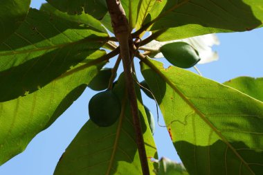 Nisan 'da meyve yetiştiren Terminalia Catappa. Terminalia catappa, badem, Hint bademi, Malabar bademi, deniz -, plaj bademi, sahte kamani, büyük bir tropikal ağaçtır. Khor Fakkan, Sharjah, BAE.