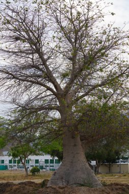 Khor Fakkan, Sharjah, BAE - 19 Nisan 2023: Nisan 'da büyüyen Adansonia digitata ağacı. Adansonia Digitata, Afrika baobab 'ı, Adansonia cinsinin en yaygın ağaç türüdür..