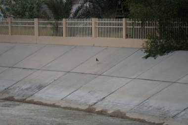 Vanellus indicus kuşları Nisan ayında Khor Fakkan 'daki bir su kanalının kıyısında yürürler. Kırmızı kanatlı, Vanellus indicus, Charadriidae familyasından Asya 'ya ait bir laparotomi türüdür. Sharjah, BAE.