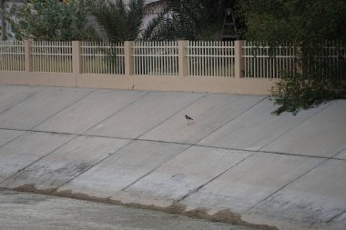 Vanellus indicus kuşları Nisan ayında Khor Fakkan 'daki bir su kanalının kıyısında yürürler. Kırmızı kanatlı, Vanellus indicus, Charadriidae familyasından Asya 'ya ait bir laparotomi türüdür. Sharjah, BAE.
