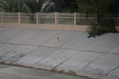 Vanellus indicus kuşları Nisan ayında Khor Fakkan 'daki bir su kanalının kıyısında yürürler. Kırmızı kanatlı, Vanellus indicus, Charadriidae familyasından Asya 'ya ait bir laparotomi türüdür. Sharjah, BAE.