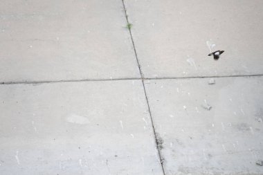 Nisan ayında Khor Fakkan 'daki bir su kanalının üzerinde uçan tristiler var. Yaygın olan Myna, Acridotheres tristis, bir kuştur. Sharjah, BAE.