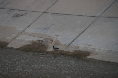 Columba Livia güvercini Nisan ayında bir su kanalının kıyısında oturur. Kaya güvercini, Columba livya, Columbidae kuş familyasının bir üyesidir. Khor Fakkan, Sharjah, BAE. 