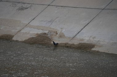 Columba Livia güvercini Nisan ayında bir su kanalının kıyısında oturur. Kaya güvercini, Columba livya, Columbidae kuş familyasının bir üyesidir. Khor Fakkan, Sharjah, BAE. 