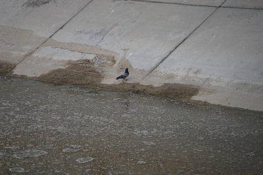 Columba Livia güvercini Nisan ayında bir su kanalının kıyısında oturur. Kaya güvercini, Columba livya, Columbidae kuş familyasının bir üyesidir. Khor Fakkan, Sharjah, BAE. 