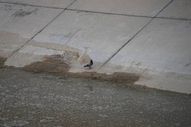 Columba Livia güvercini Nisan ayında bir su kanalının kıyısında oturur. Kaya güvercini, Columba livya, Columbidae kuş familyasının bir üyesidir. Khor Fakkan, Sharjah, BAE. 