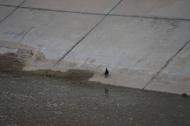 Columba Livia güvercini Nisan ayında bir su kanalının kıyısında oturur. Kaya güvercini, Columba livya, Columbidae kuş familyasının bir üyesidir. Khor Fakkan, Sharjah, BAE. 