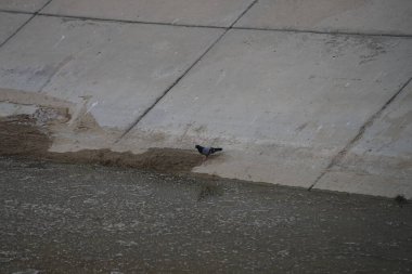 Columba Livia güvercini Nisan ayında bir su kanalının kıyısında oturur. Kaya güvercini, Columba livya, Columbidae kuş familyasının bir üyesidir. Khor Fakkan, Sharjah, BAE. 